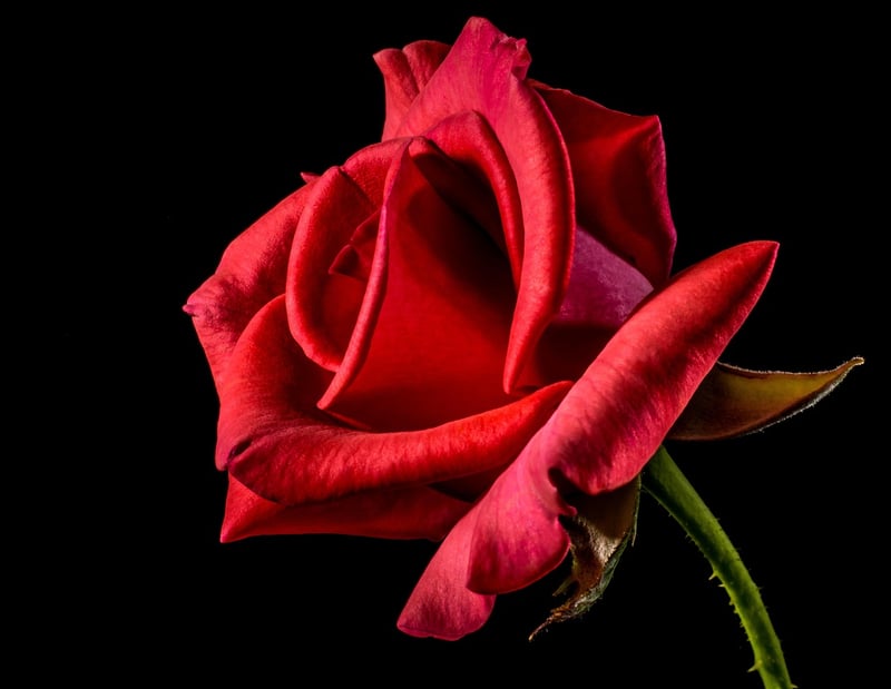 Enchanting Floral Arrangements